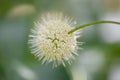 Common buttonbush, Cephalanthus occidentalis, close-up of flower